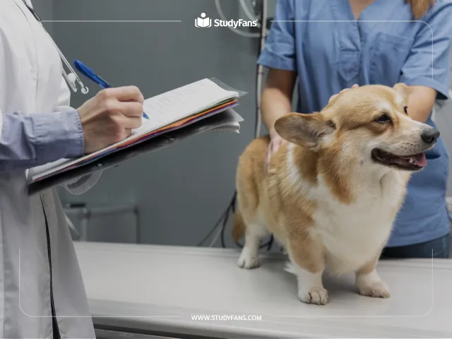 أشهر الجامعات لدراسة الطب البيطري في تركيا أشهر الجامعات لدراسة الطب البيطري في تركيا