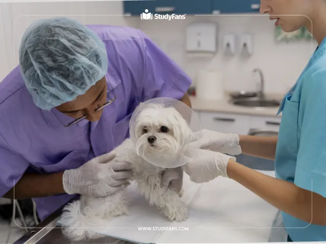 كيف تحصل على معادلة دولية لقسم الطب البيطري في تركيا؟ كيف تحصل على معادلة دولية لقسم الطب البيطري في تركيا؟