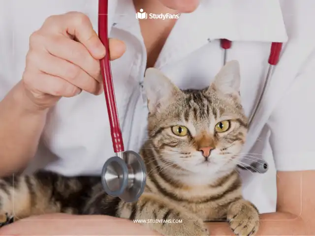 أفضل الجامعات لدراسة الطب البيطري في ماليزيا أفضل الجامعات لدراسة الطب البيطري في ماليزيا