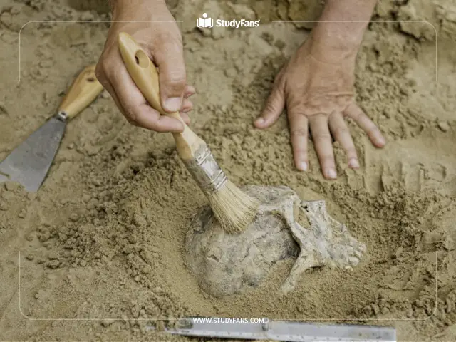 شروط ومتطلبات دراسة الأنثروبولوجيا في تركيا